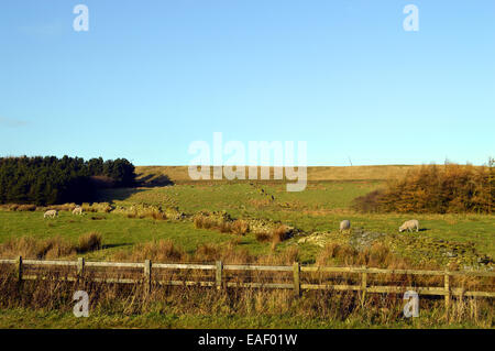 Sheep in a field on the West Pennine Moors near Darwen Stock Photo
