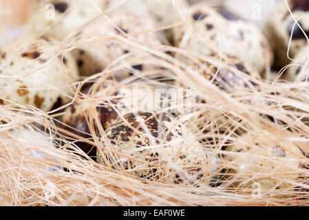 quail eggs lying in a wooden table Stock Photo