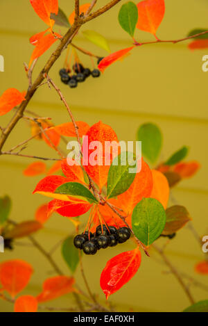 Aronia or Choke Cherries,Hanging on a branch with leaves in fall colors, A Powerful Antioxadant, USA Stock Photo