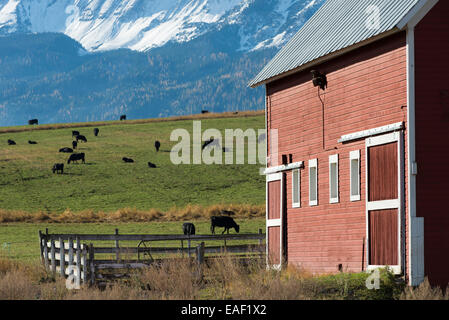 Barn and grazing cows on a farm in Oregon's Wallowa Valley.