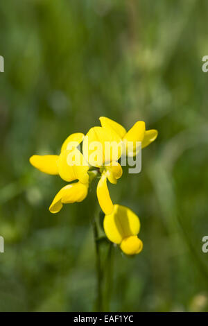 Tetragonolobus maritimus flowering in grassland on a Nature Reserve. Stock Photo