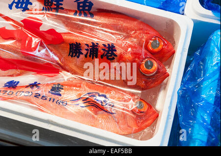 Golden eye snapper/red snapper/Kinmedai on ice, Beryx splendens, Tsukiji Fish Market, Tokyo, Japan