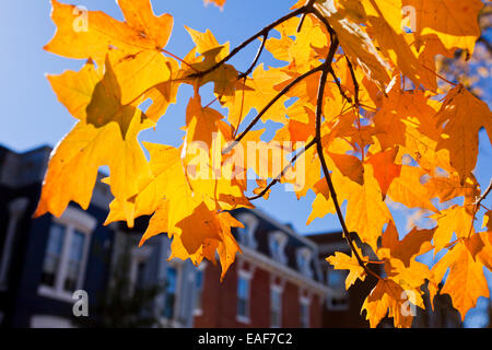 Fall foliage against townhouses - USA Stock Photo