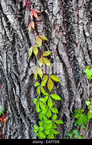 Virginia Creeper vine (Parthenocissus quinquefolia) climbing oak tree trunk - Virginia USA Stock Photo