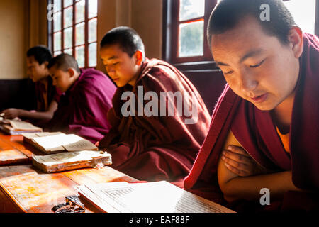 Young Novice Monks Studying, Samten Choling Monastery, Darjeeling, West Bengal, India Stock Photo