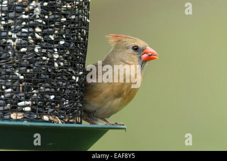 Female Northern Cardinal perched on seed feeder Stock Photo