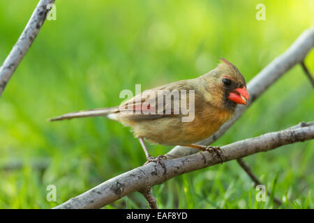 Female Northern Cardinal perched on tree limb Stock Photo