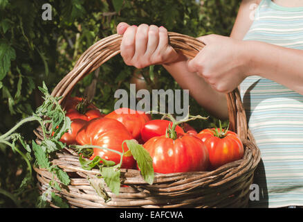 Picking tomatoes in basket. Private garden Stock Photo