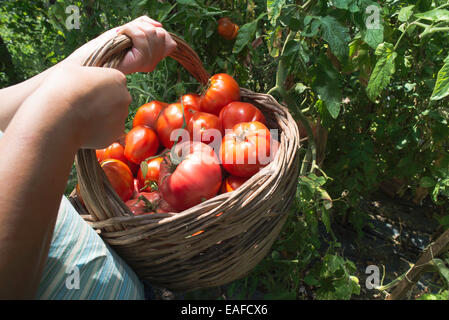 Picking tomatoes in basket. Private garden Stock Photo