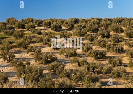 Olive grove, Arjona, Jaen province, Region of Andalusia, Spain, Europe Stock Photo