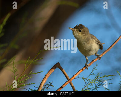 eastern olivaceous warbler, hippolais pallida, mediterranean area, europe, africa Stock Photo