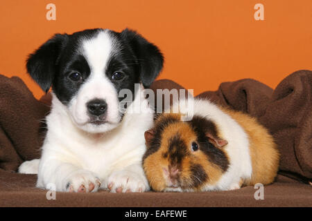 Mongrel puppy and guinea pig Stock Photo