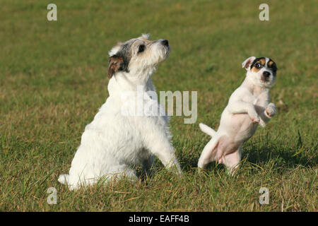 two playing Parson Russell Terrier at meadow Stock Photo