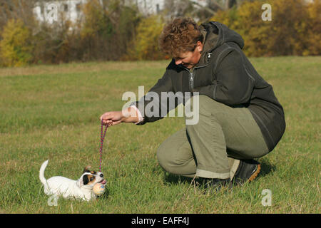 woman with Parson Russell Terrier Puppy Stock Photo