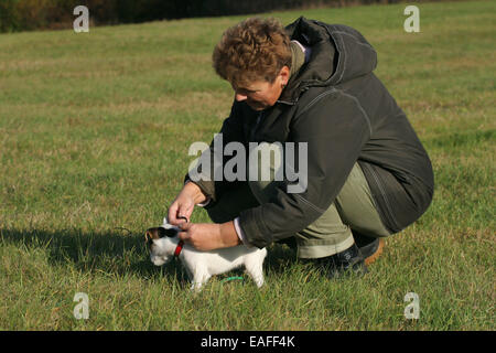 woman with Parson Russell Terrier Puppy Stock Photo