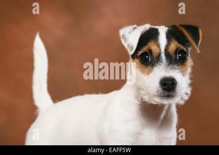 Parson Russell Terrier puppy Portrait Stock Photo