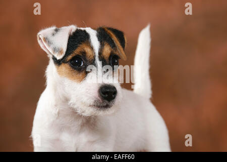 Parson Russell Terrier puppy Portrait Stock Photo