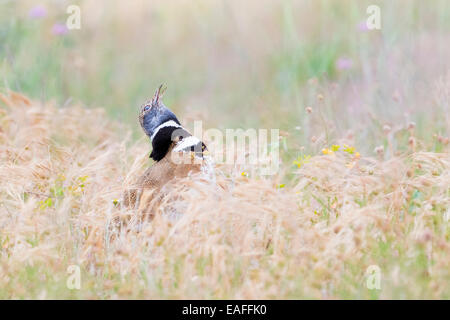 Little bustard (Tetrax tetrax) adult, during courtship in meadow, Catalonia, Spain. Stock Photo