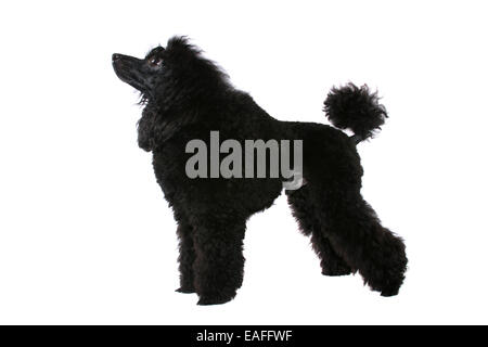 standing Miniature Poodle Stock Photo