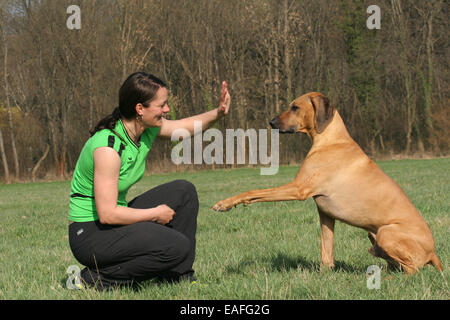 old female Rhodesian Ridgeback Stock Photo - Alamy