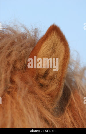Icelandic horse ear Stock Photo