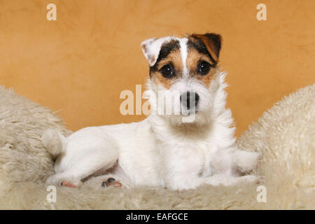 lying Parson Russell Terrier on sheepskin Stock Photo