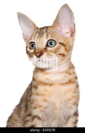 Savannah kitten Stock Photo