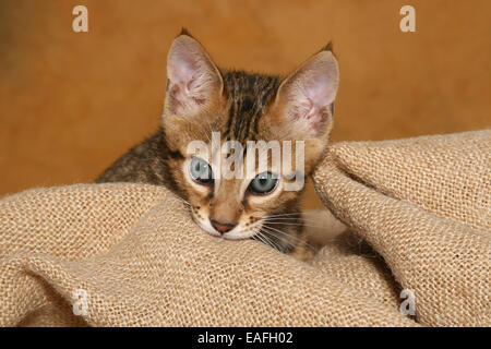 Savannah kitten Stock Photo