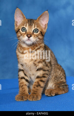 Savannah kitten Stock Photo