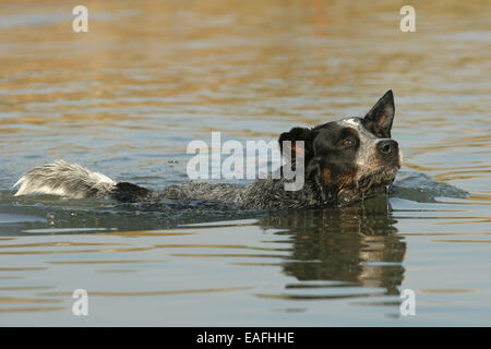 Australian Cattle Dog swimming through water Stock Photo