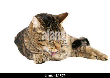 domestic cat is cleaning herself - grooming itself - cutout Stock Photo