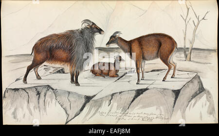 Hemitragus jemlahicus, Himalayan tahr Stock Photo