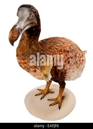 Raphus cucullatus, Dodo Stock Photo