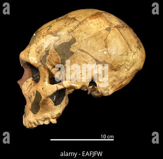 Homo neanderthalensis (Ferrassie 1) cranium Stock Photo
