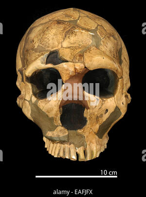 Homo neanderthalensis (Ferrassie 1) cranium Stock Photo