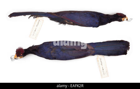 Musophaga rossae, Ross's turaco, female Stock Photo