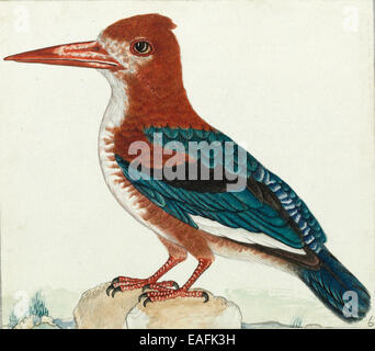 White-throated kingfisher, Halcyon smymensis Stock Photo