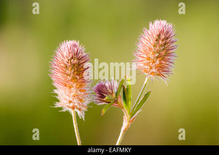 Field Clover Rabbit Foot Clover Trifolium arvense flowering stalks Germany Stock Photo