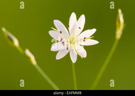 Grassleaf Starwort Common Stitchwort Stellaria graminea flowering stalk Germany Stock Photo