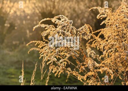 Canada goldenrod (Solidago canadensis) Stock Photo