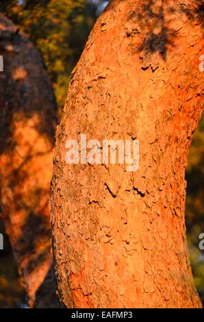 Scots pine (Pinus sylvestris) Stock Photo