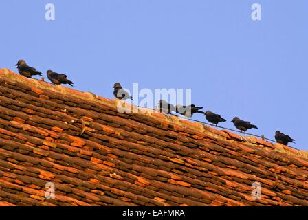 Western jackdaw (Corvus monedula) Stock Photo