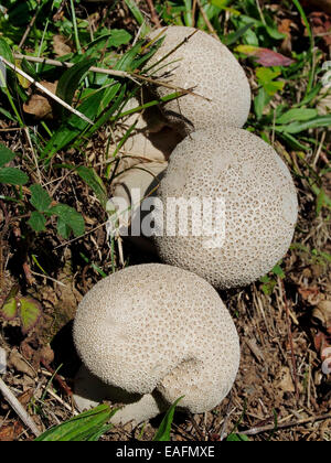 Lycoperdon perlatum, popularly known as the common puffball, warted puffball, gem-studded puffball, or the devil's snuffbox. Stock Photo