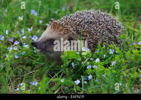 European Hedgehog, Western Hedgehog (Erinaceus europaeus) amongst flowering Speedwell  (Veronica sp.) Switzerland Stock Photo