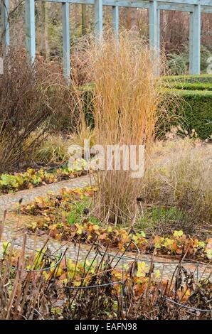 Chinese silver grass (Miscanthus sinensis 'Gracillimus') Stock Photo