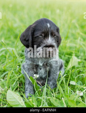 German Wirehaired Pointer Puppy sitting meadow sleeping Stock Photo