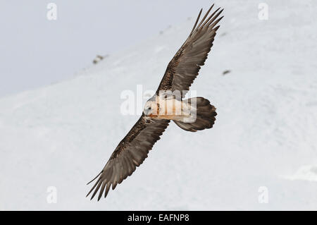 Bearded Vulture Lammergeier Gypaetus barbatus Adult flight snowy slope background Switzerland Stock Photo