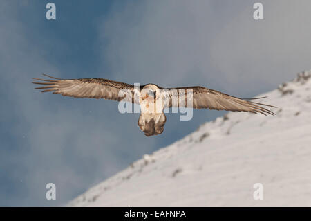 Bearded Vulture Lammergeier Gypaetus barbatus Adult flight snowy slope background Switzerland Stock Photo