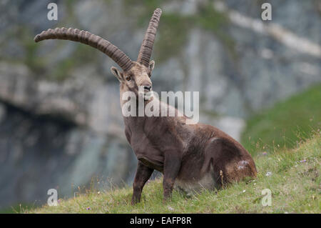 Alpine Ibex Capra ibex Male sitting mountain pasture High Tauern National Park Austria Stock Photo