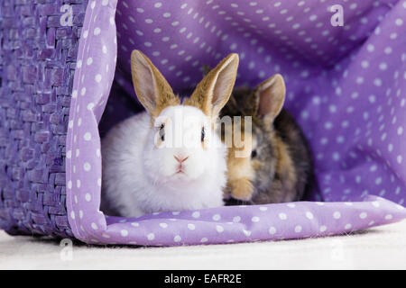 Netherland Dwarf Rabbit Two young basket Germany Stock Photo